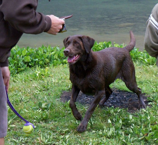 Moose